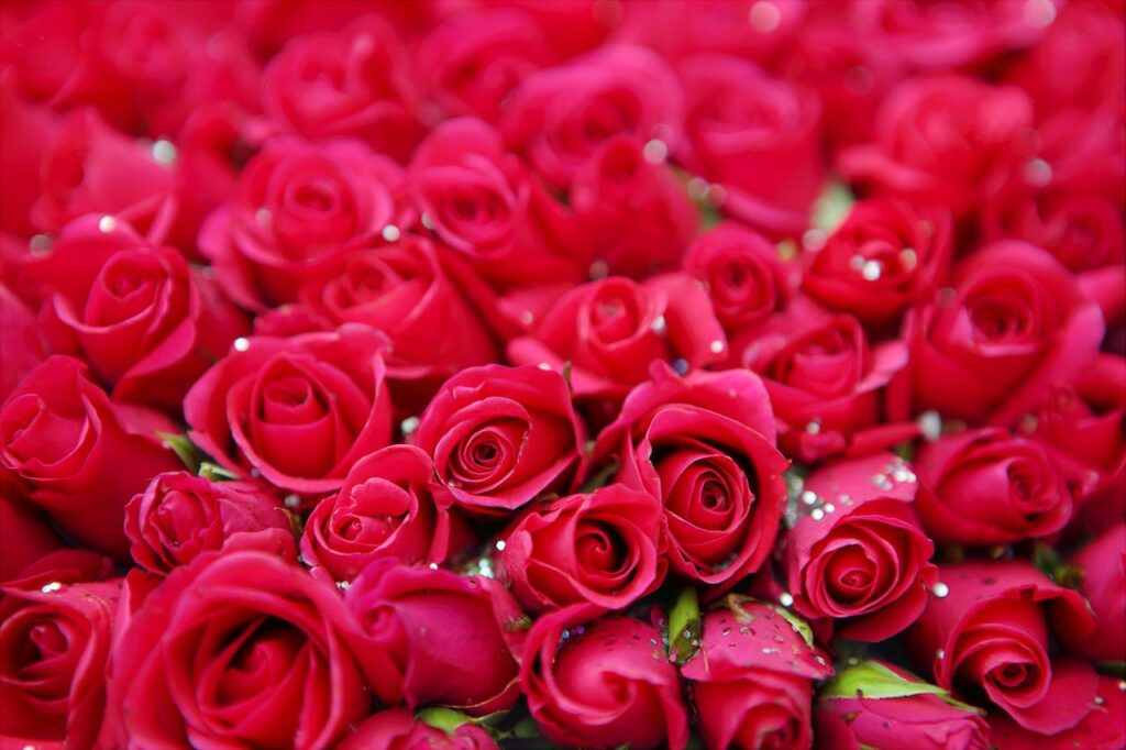 rose flower information