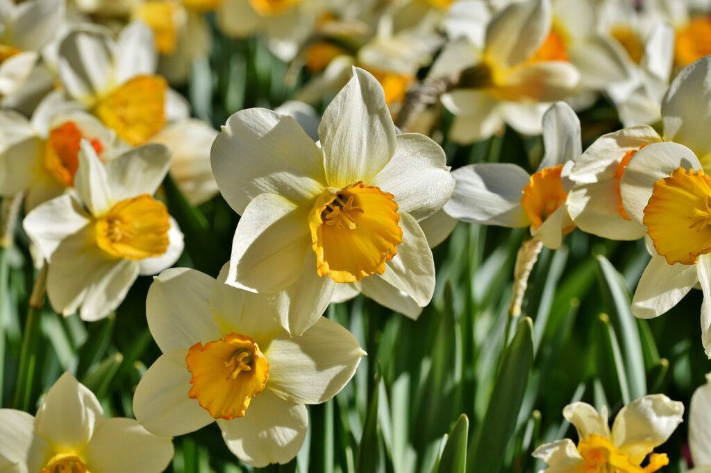 daffodil flower information