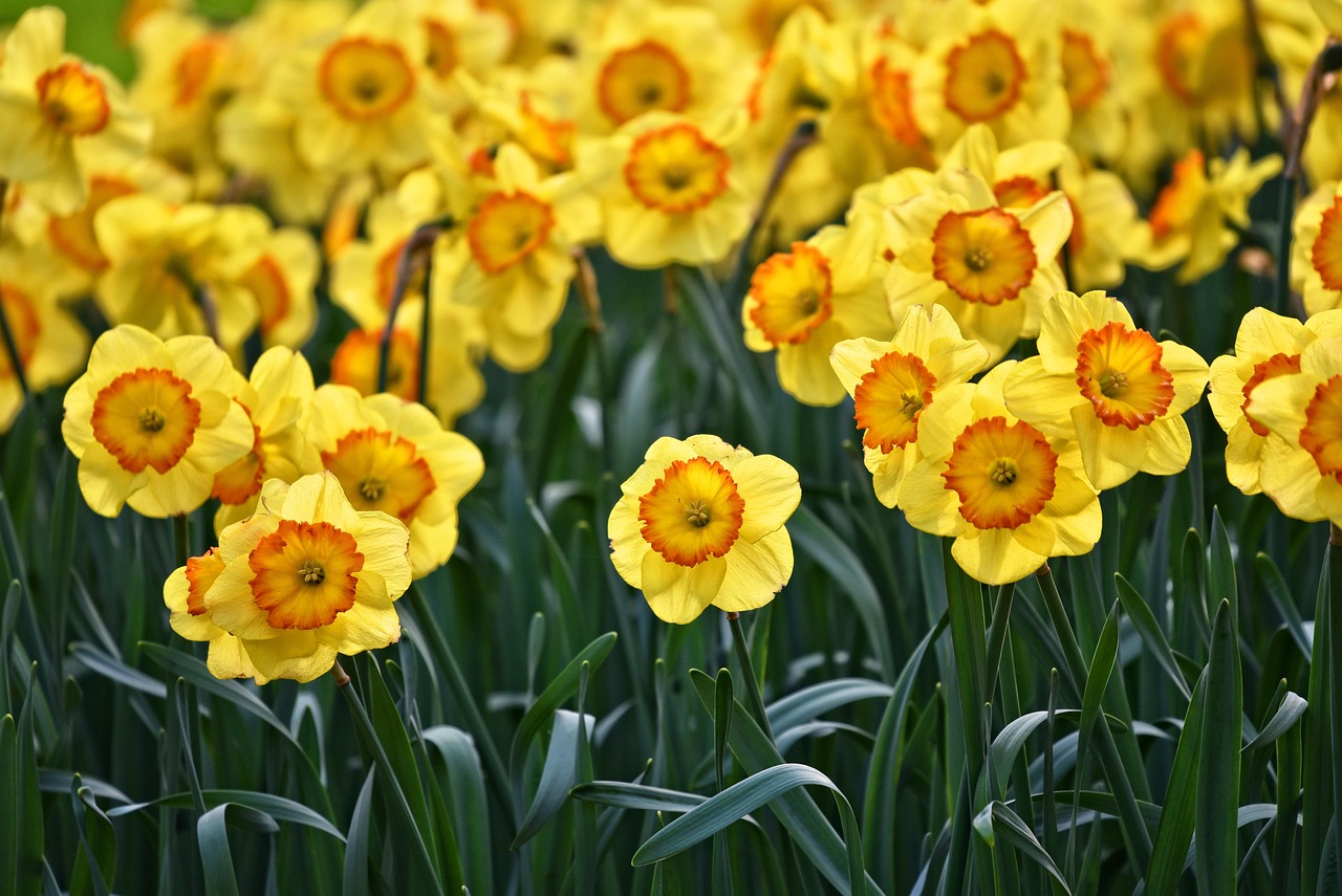 daffodil flower information