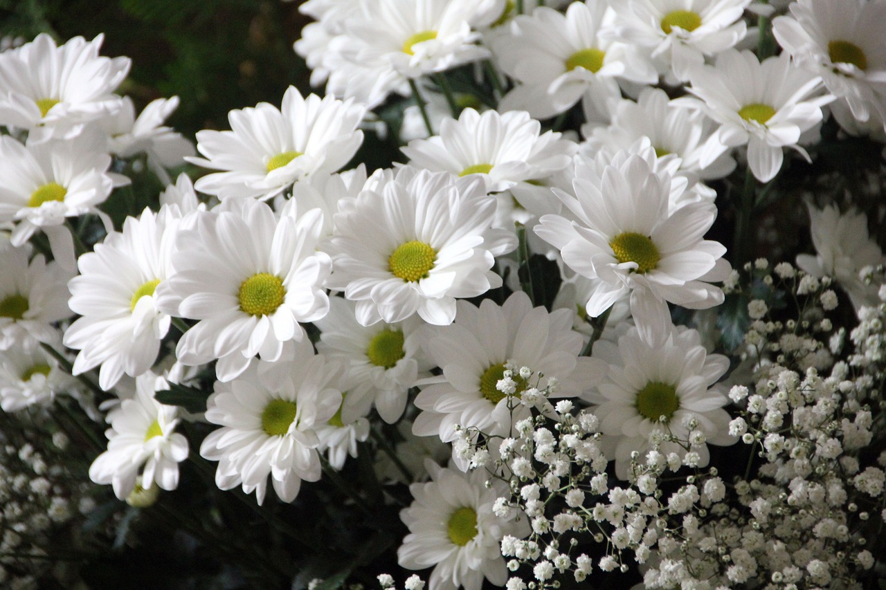 daisy flower information
