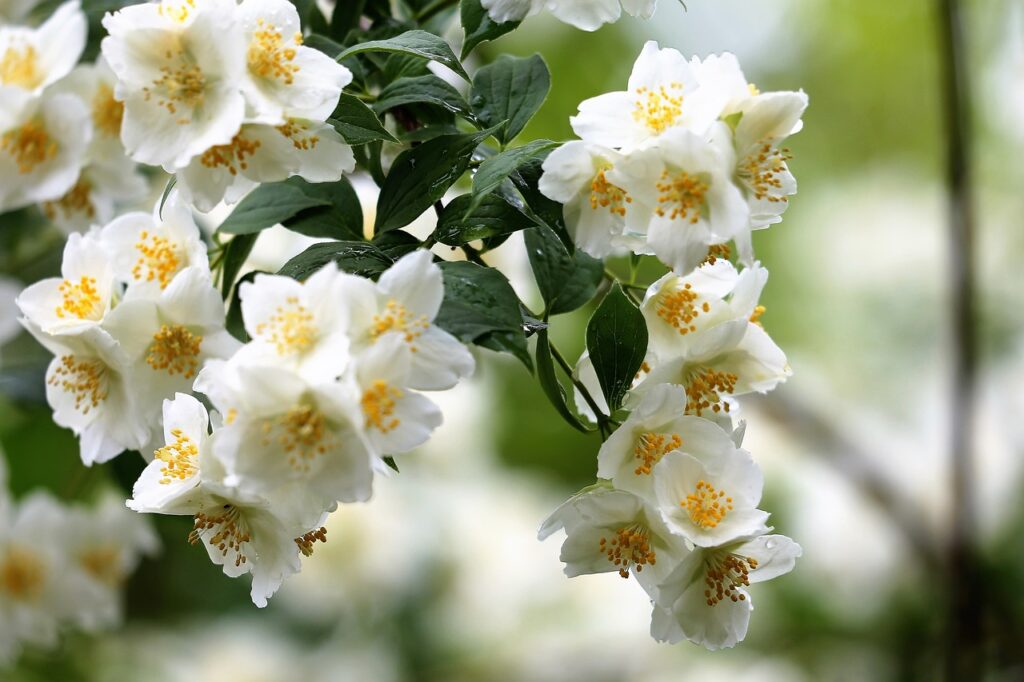 jasmine flower information