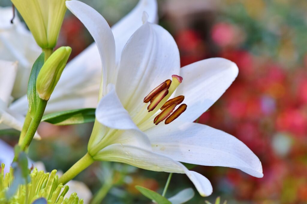 lily flower information