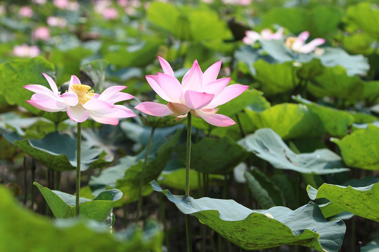 lotus flower information