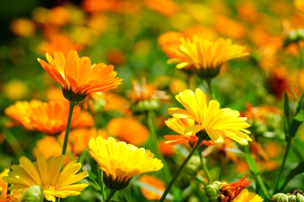 marigold flower information
