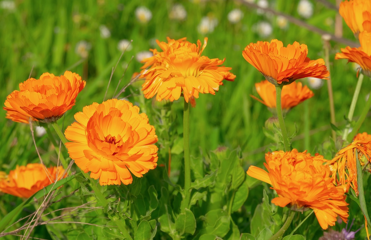 marigold flower information