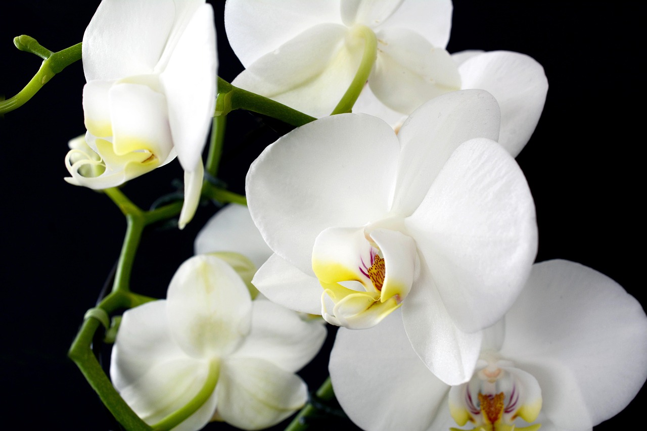 orchid flowers information