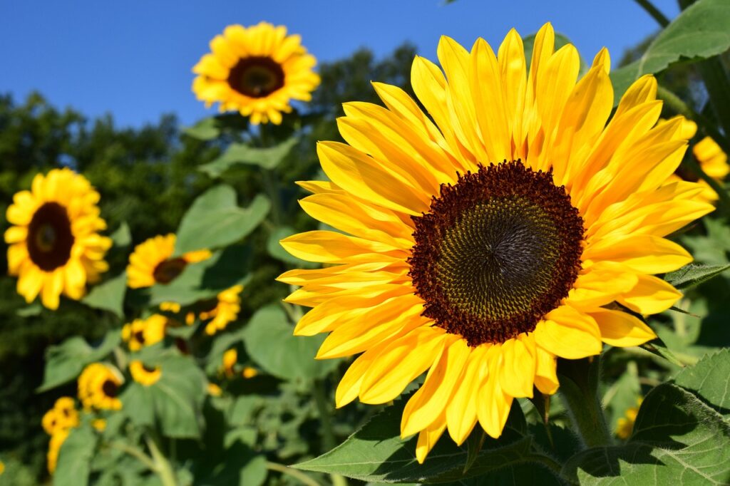 sunflowers information