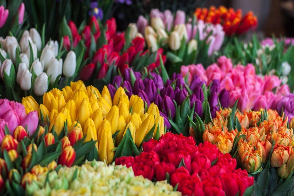 tulip flowers information
