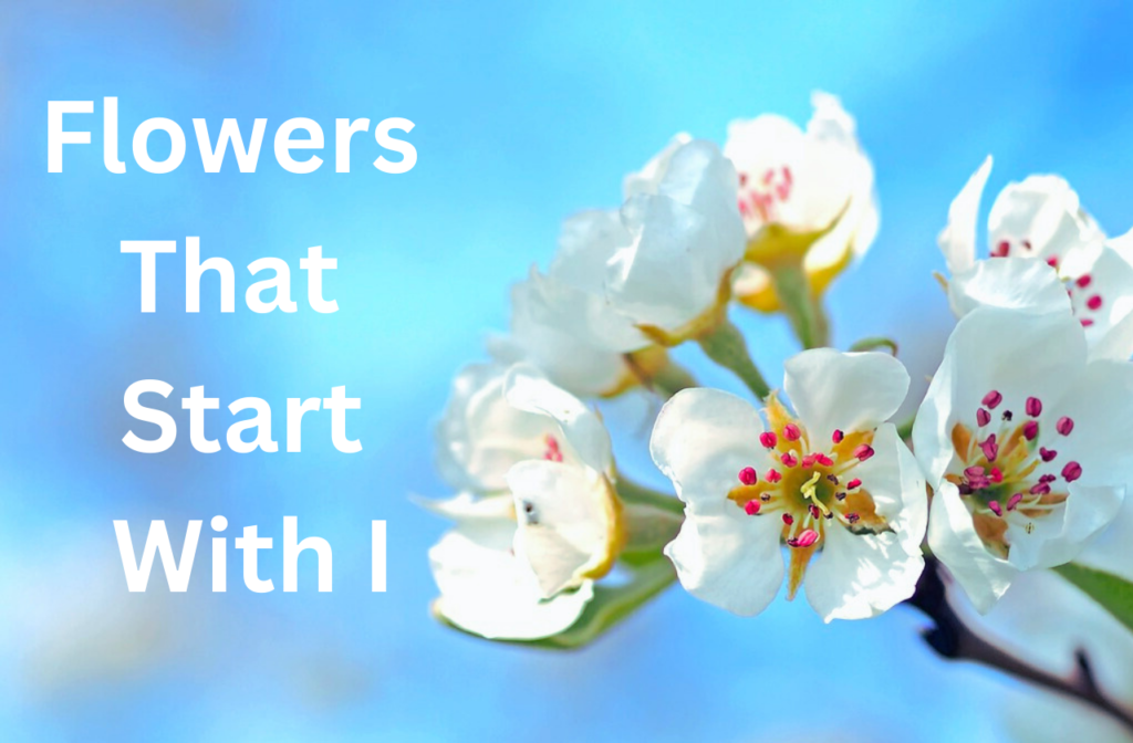 flowers that start with i