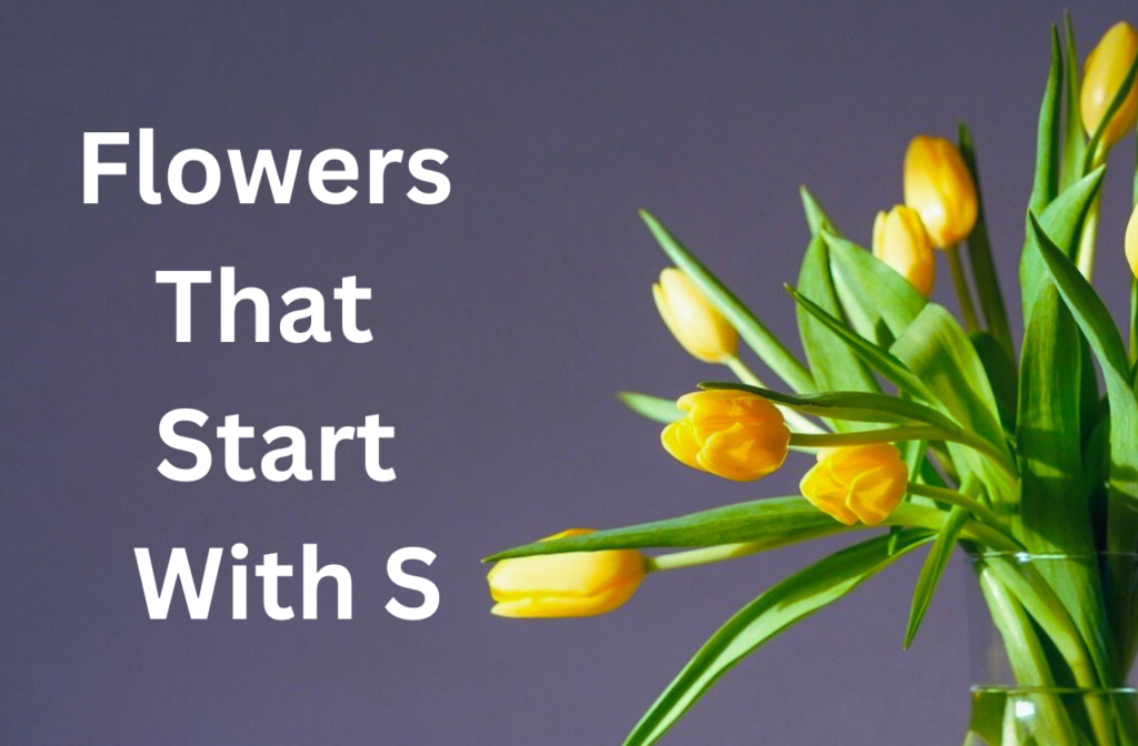 flowers that start with s
