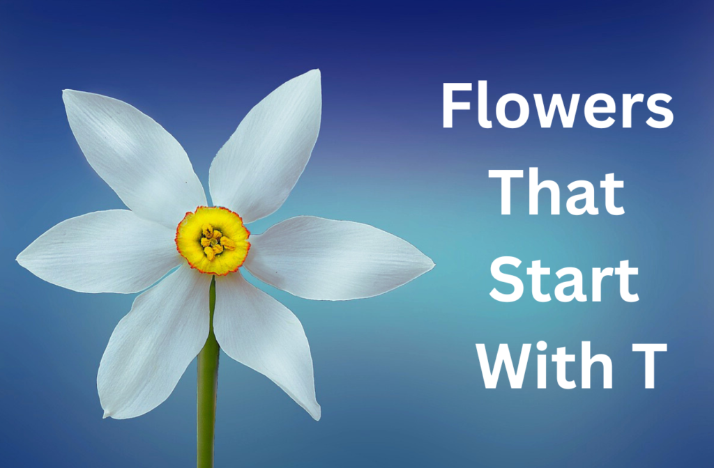 flowers that start with t