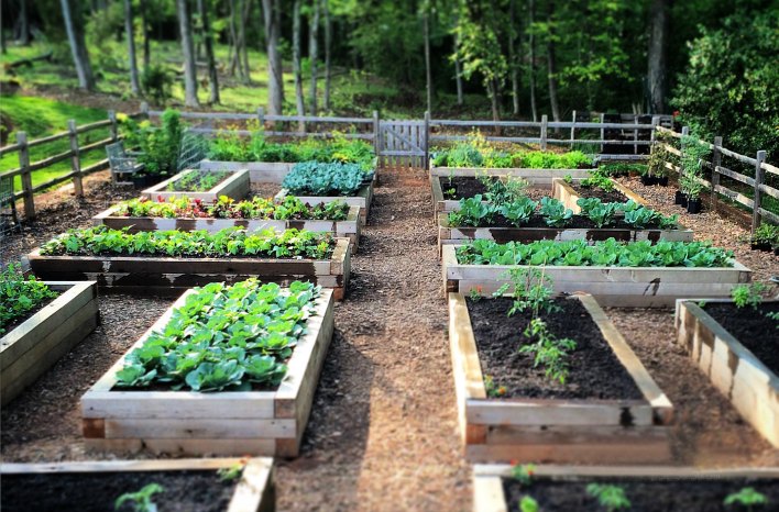 Beginners Guide to Raised Garden Beds