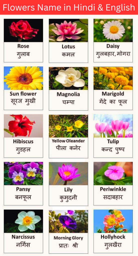 flowers name in hindi 